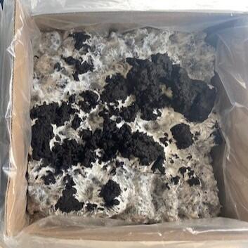unhealthy thick white mycelium mat on a mushroom kit with no pins yet