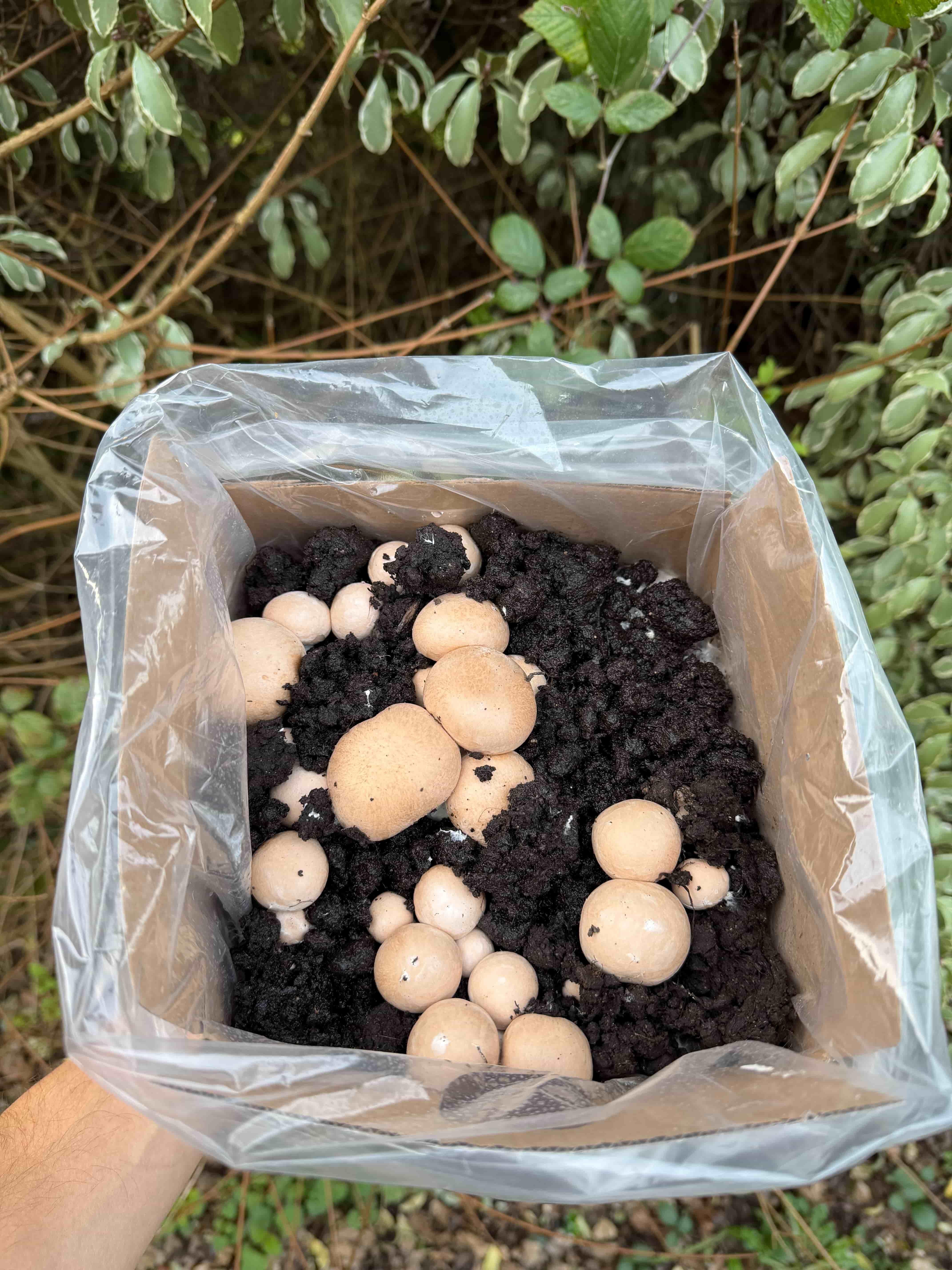 Chestnut and white kit on days 12 to 14 with pins forming on the topsoil surface