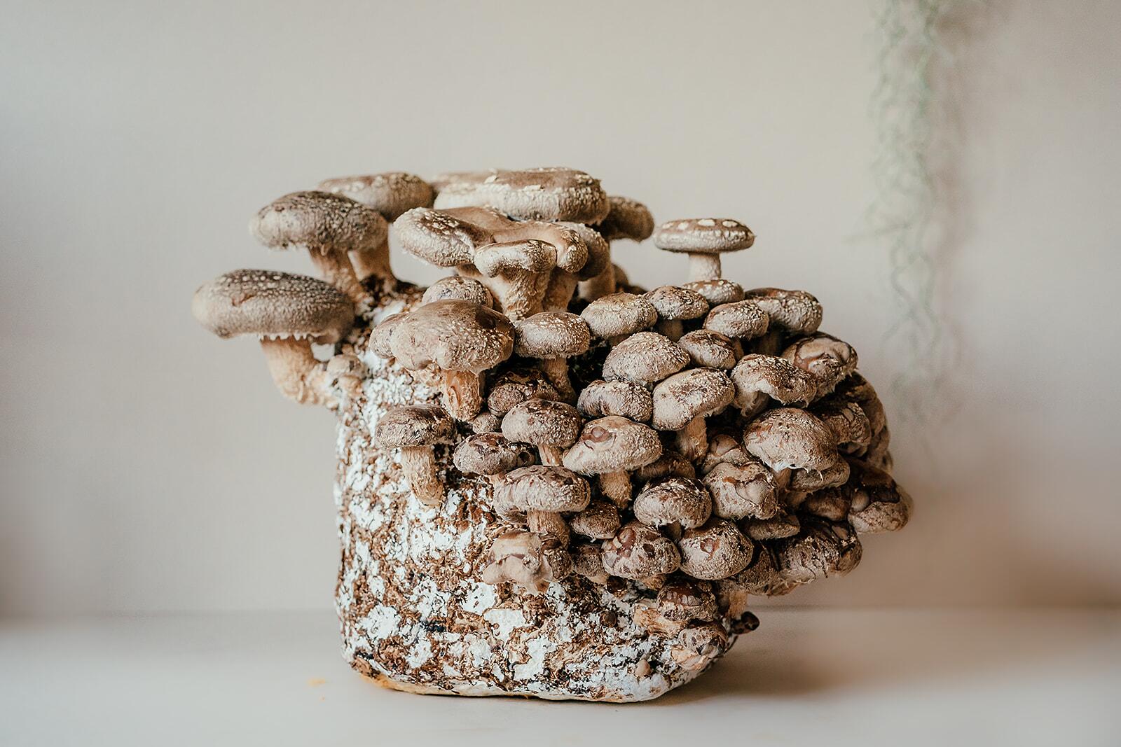 Shiitake kit with mushrooms ready to harvest