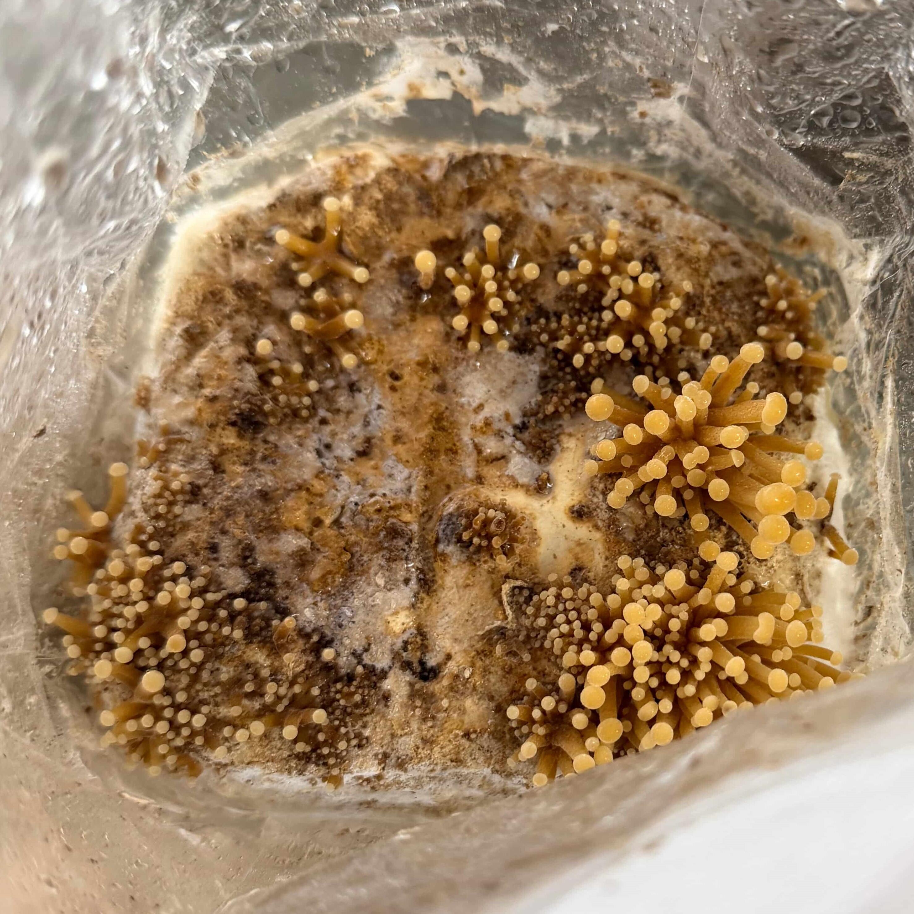 Enoki Mushroom kit with pins formed