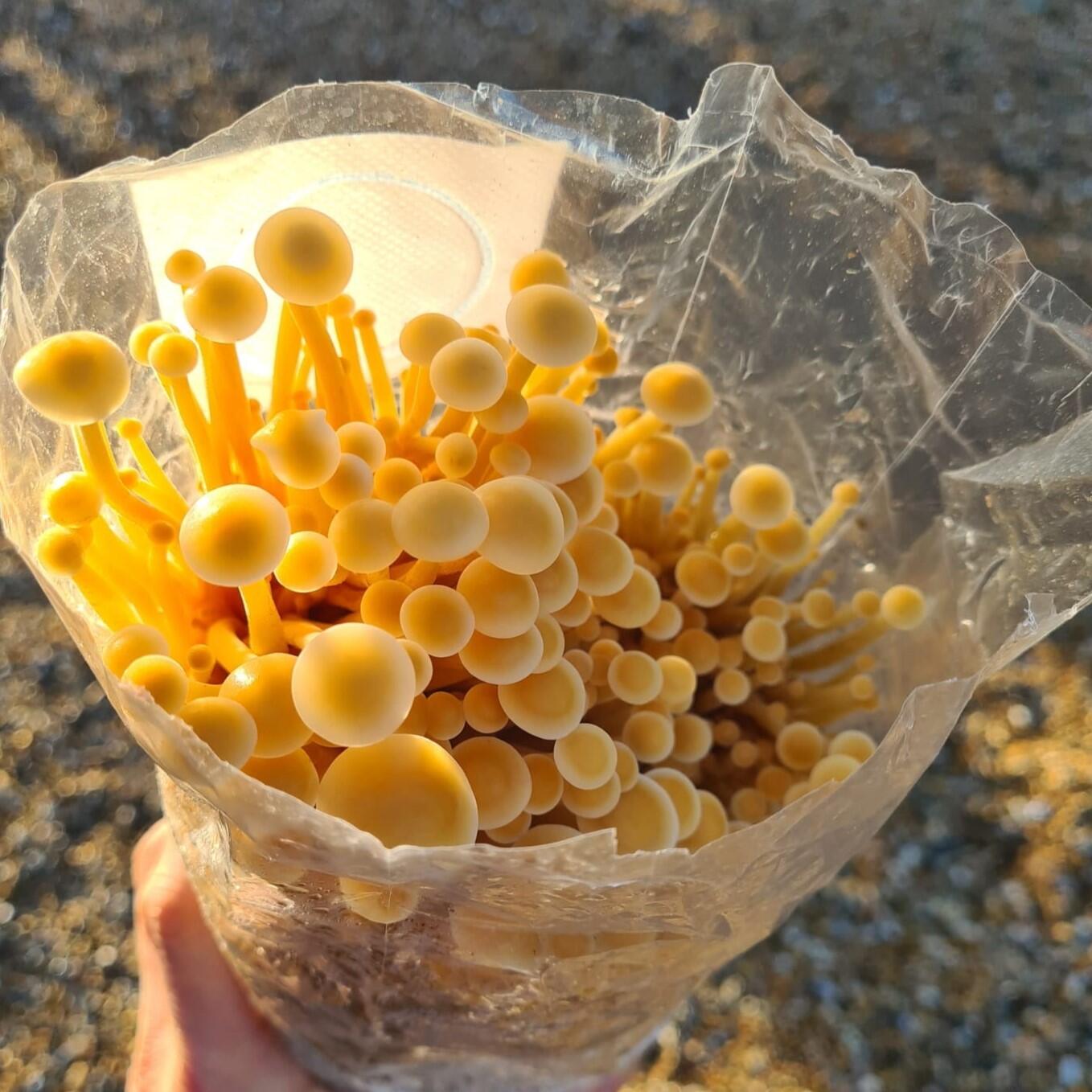 Enoki Mushroom kit with mid level growth