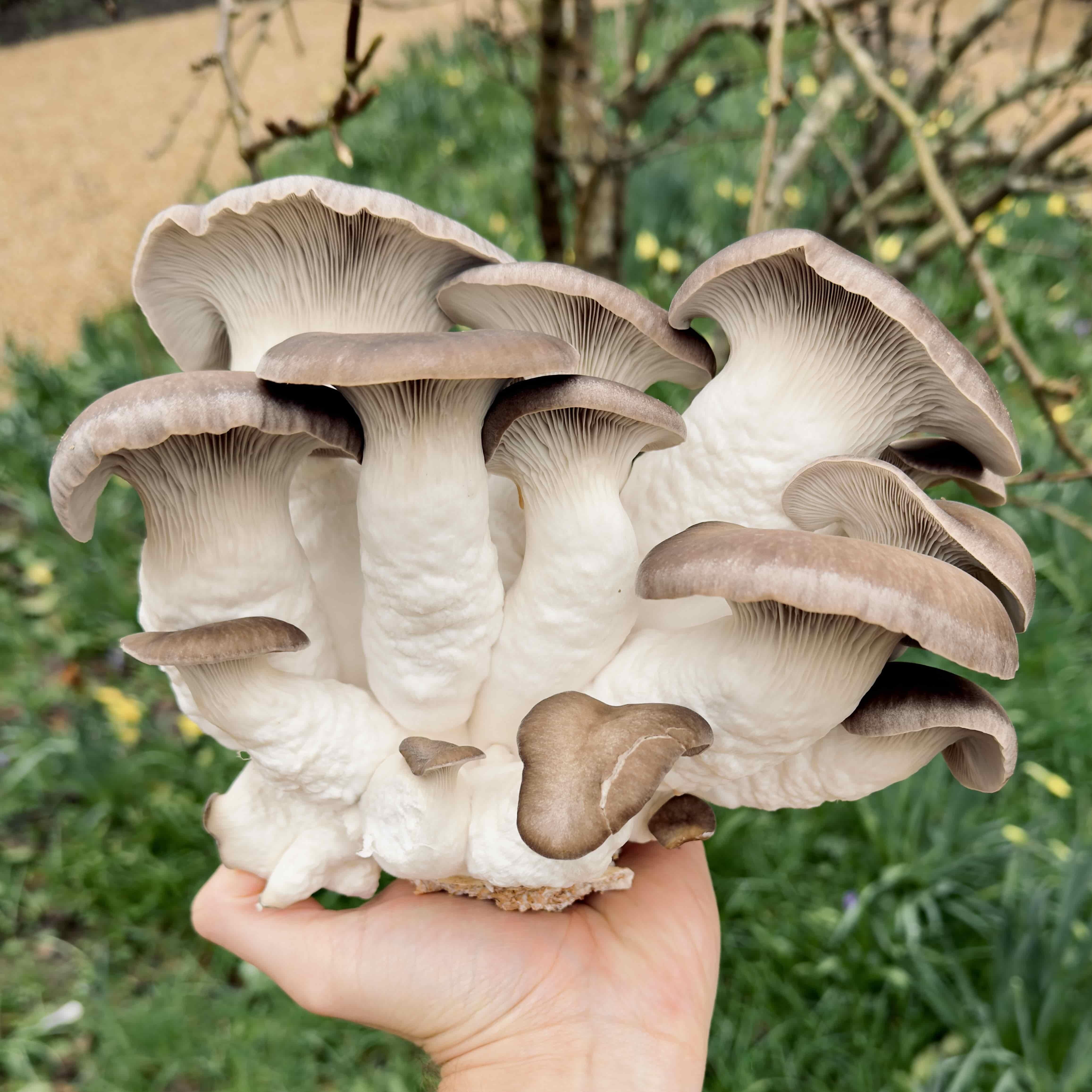 Crop of Black Pearl King Oyster Mushrooms