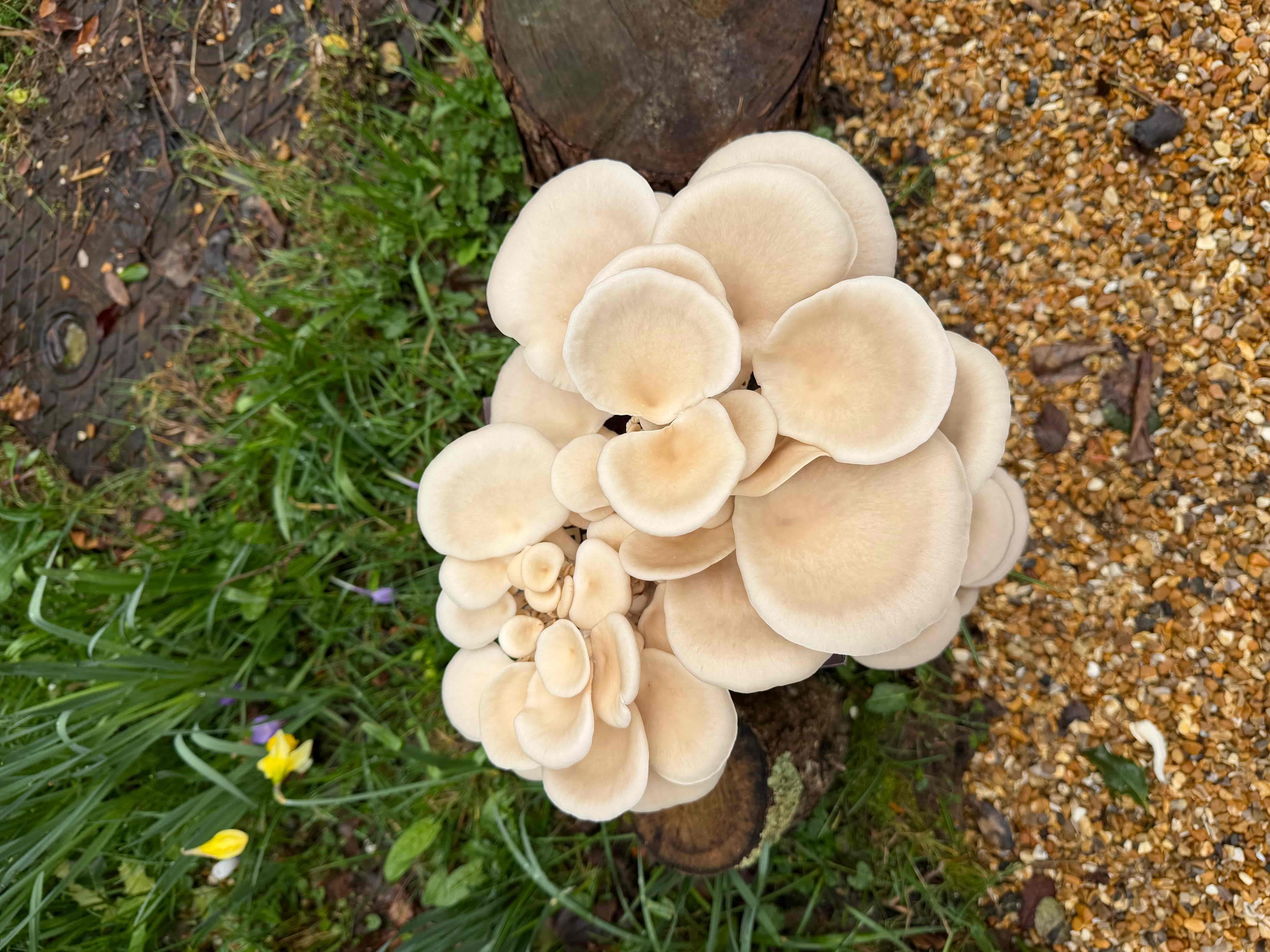 Close-up of White Oyster mushroom caps showing the bright white colouring and fan shape