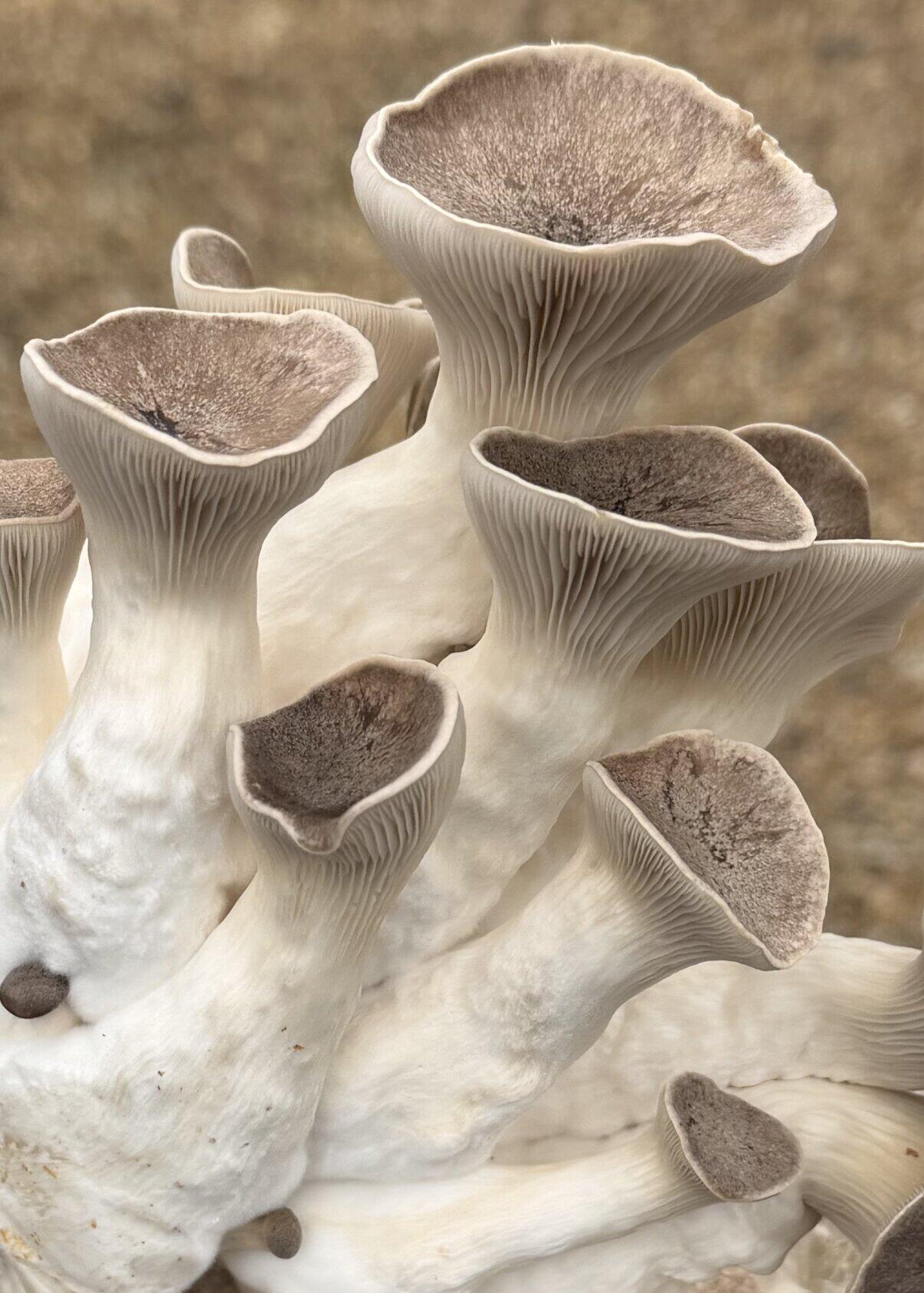 Placeholder image for overripe black pearl oyster