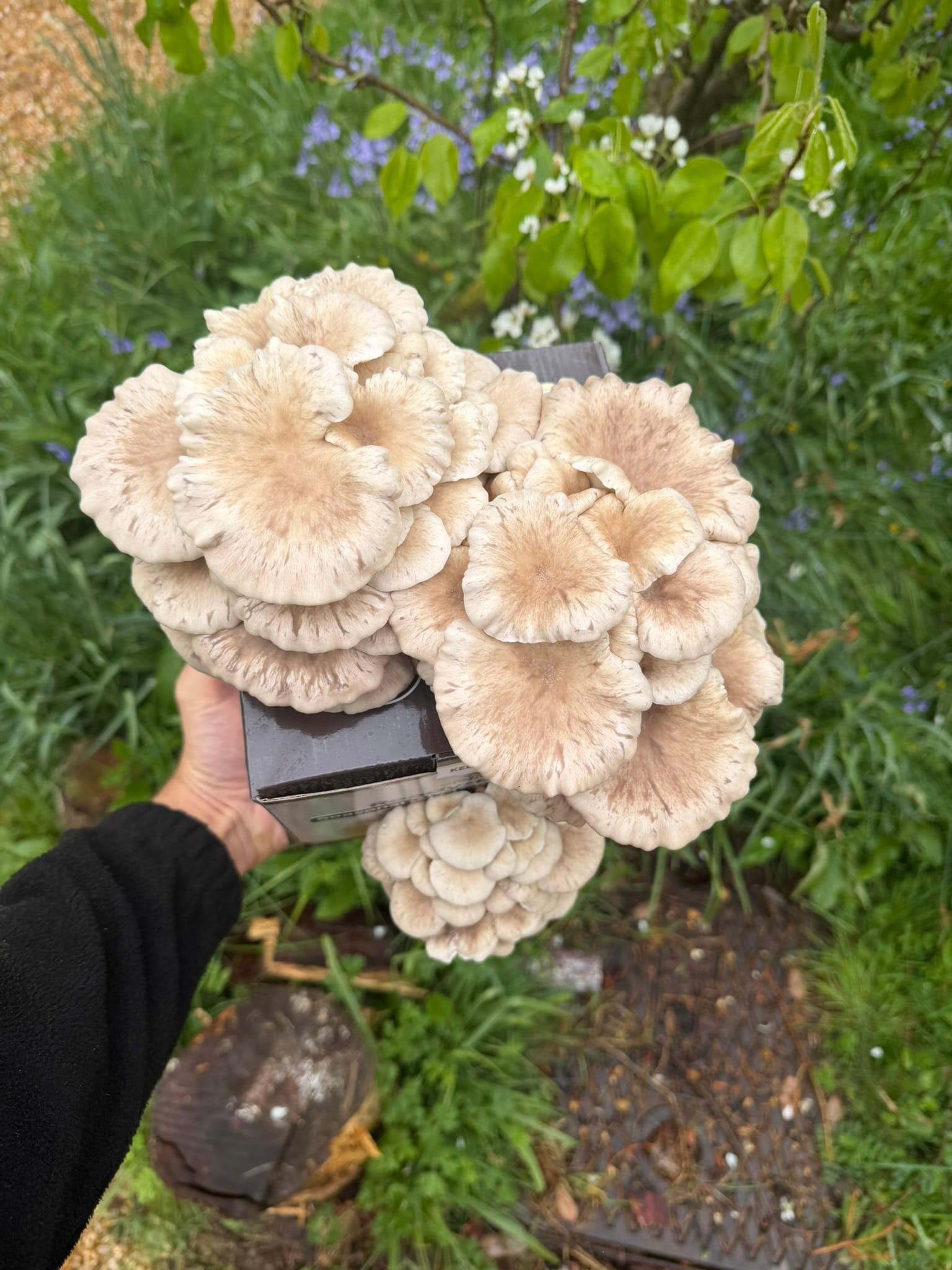 Summer Oyster mushroom kit ready to harvest