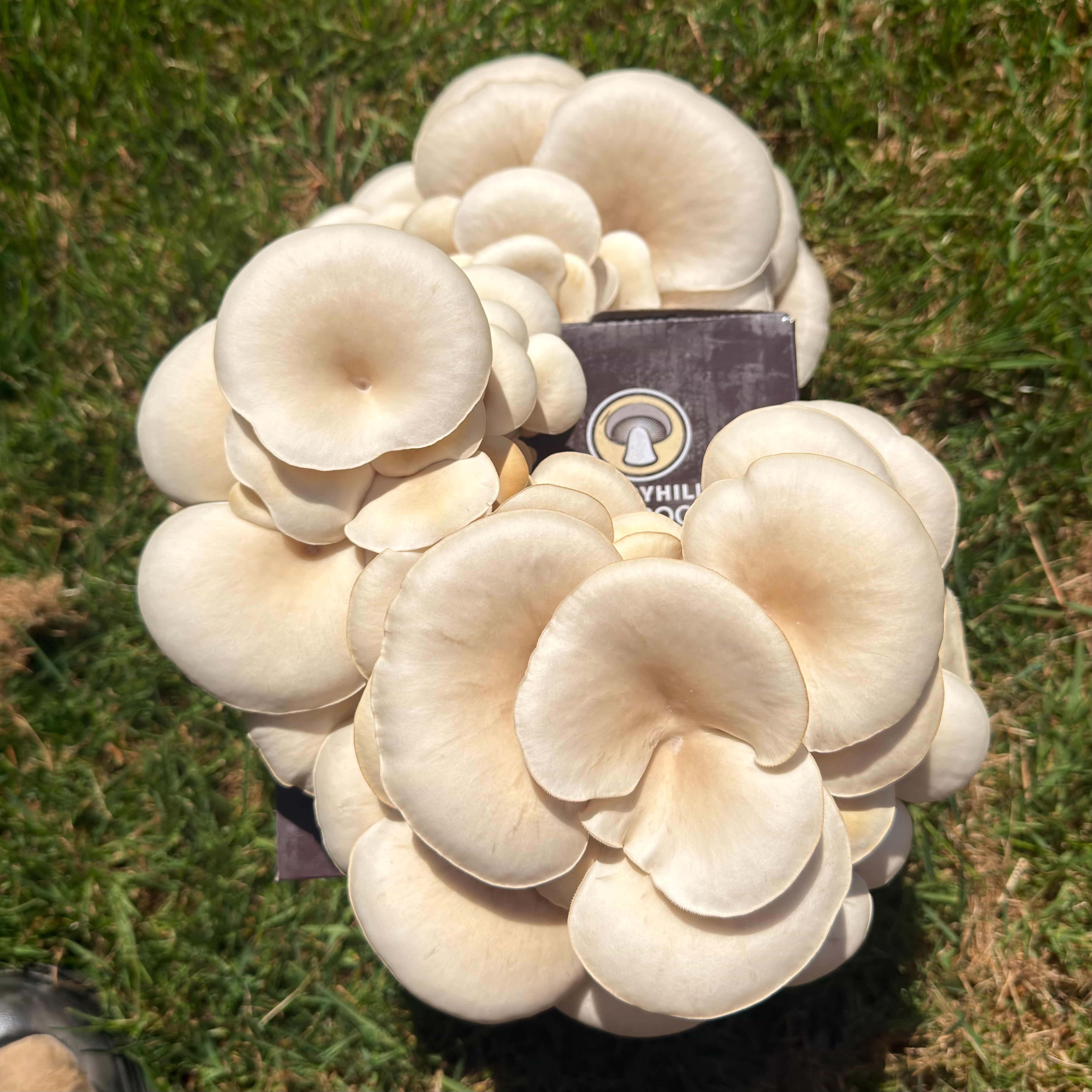 White Oyster mushroom kit ready to harvest