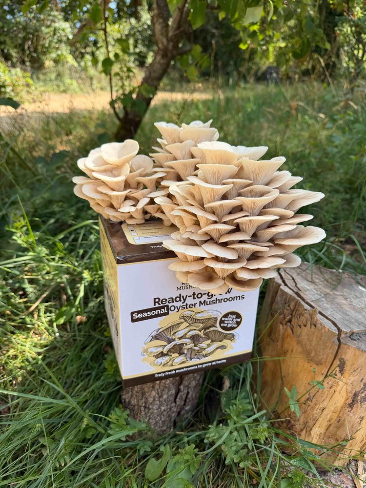 Tarragon Oyster Mushroom Growing Kit