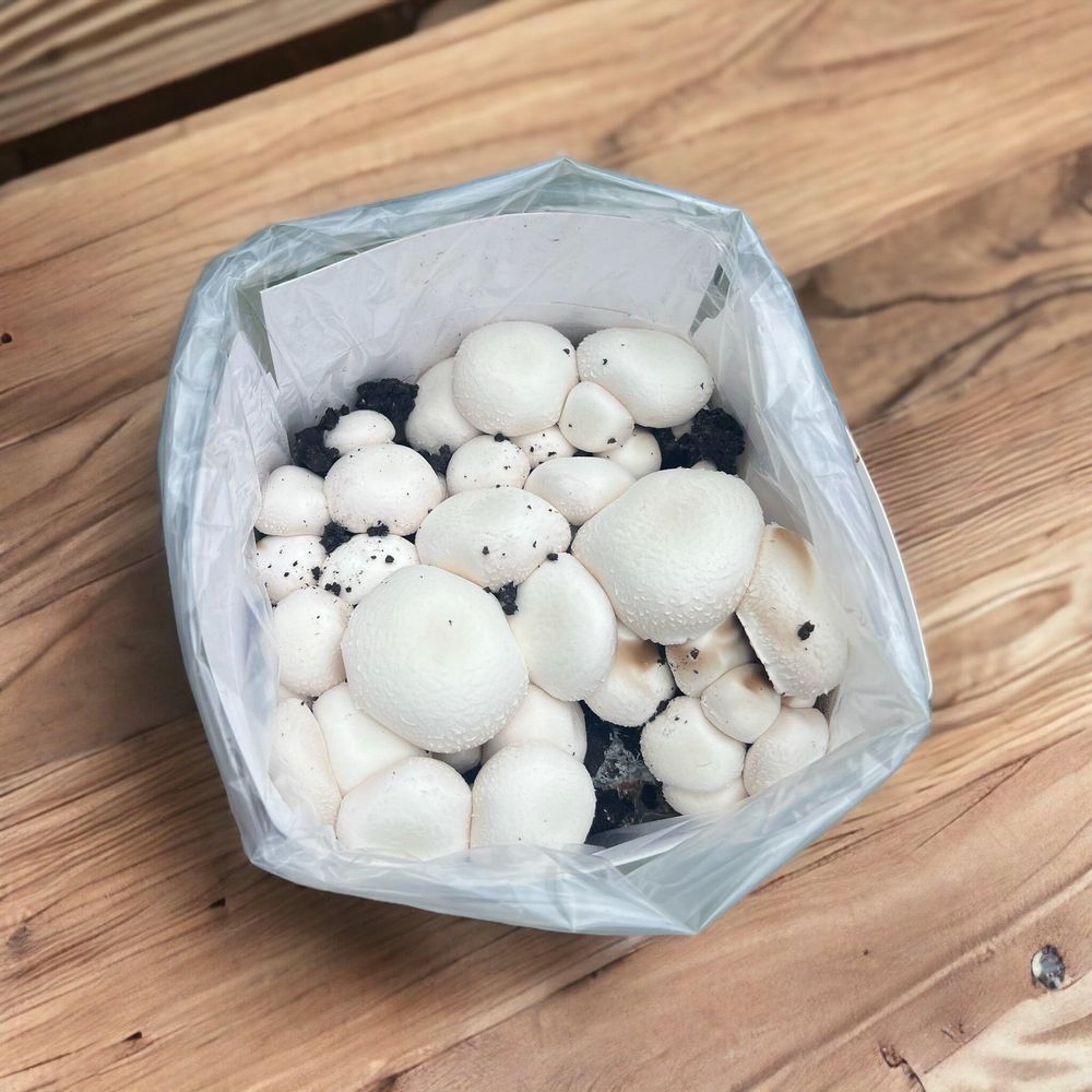 top down view of white mushroom growing kit