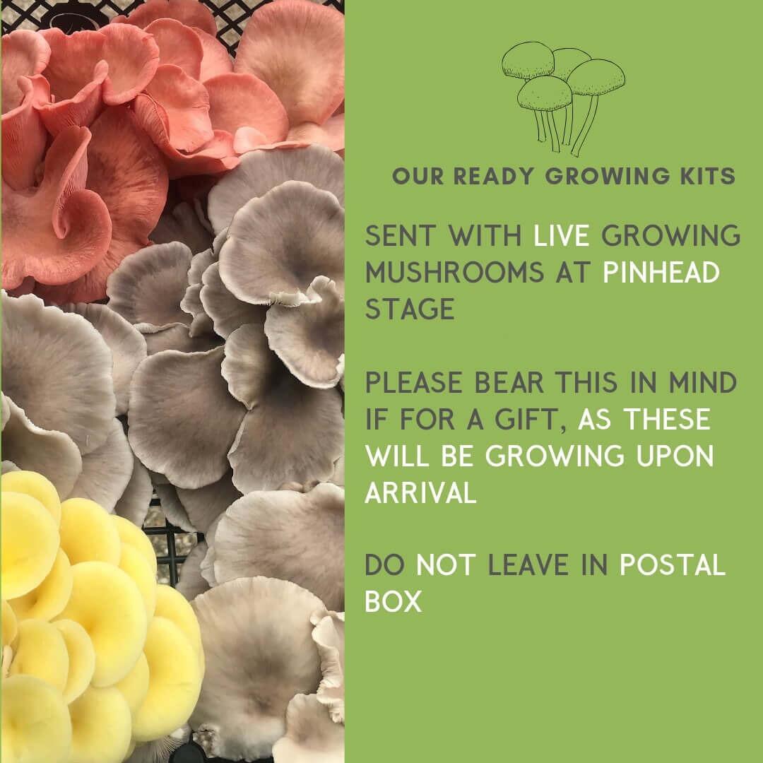 Pink Oyster Mushroom guide