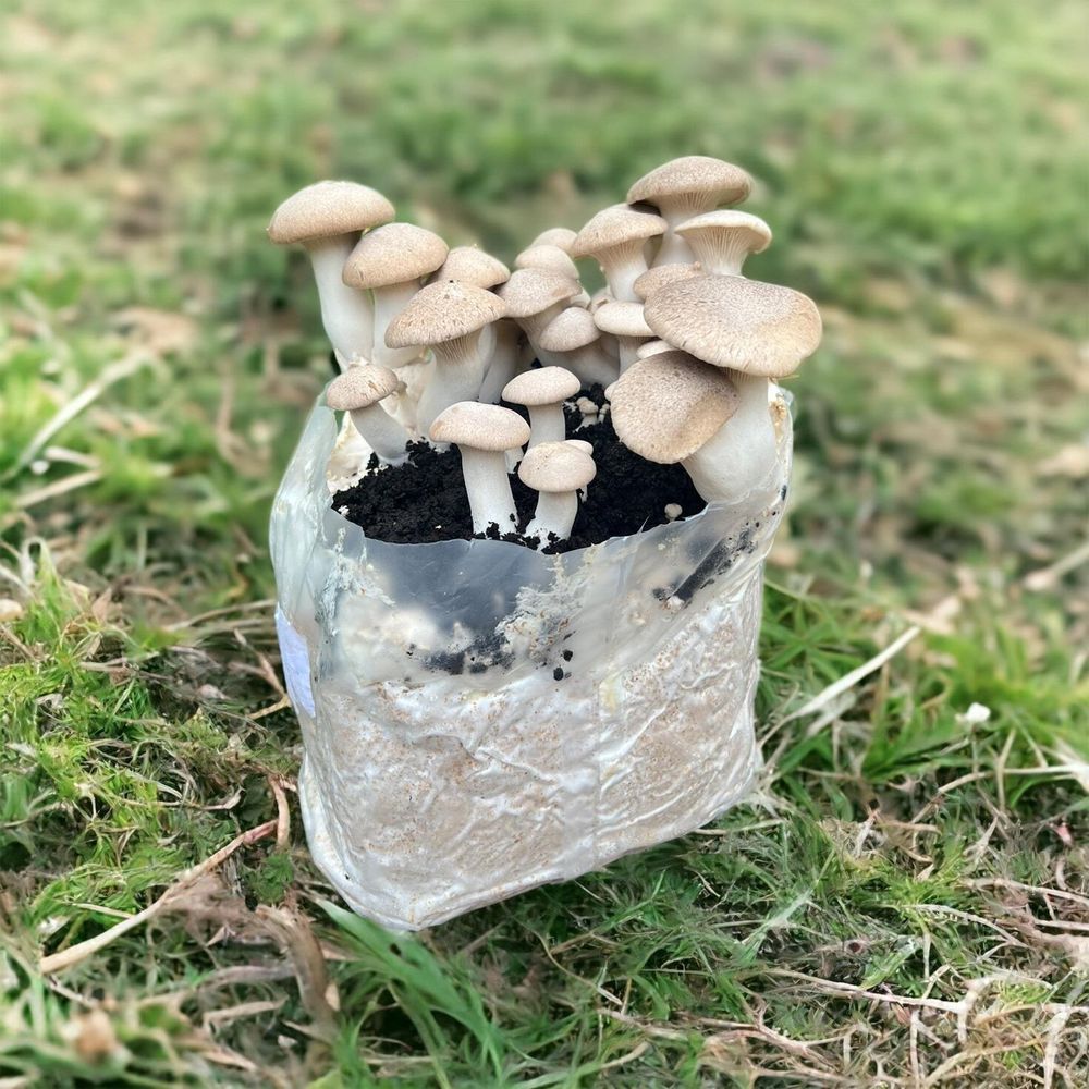 King oyster Mushroom Growing Kit