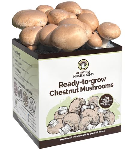 Chestnut Mushroom Growing Kit