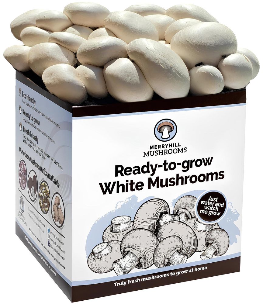 White Mushroom Growing Kit