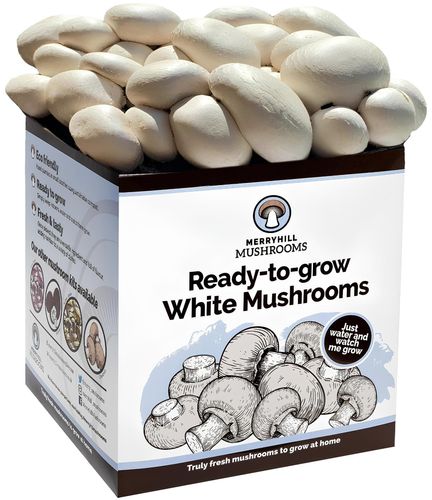 White Mushroom Growing Kit