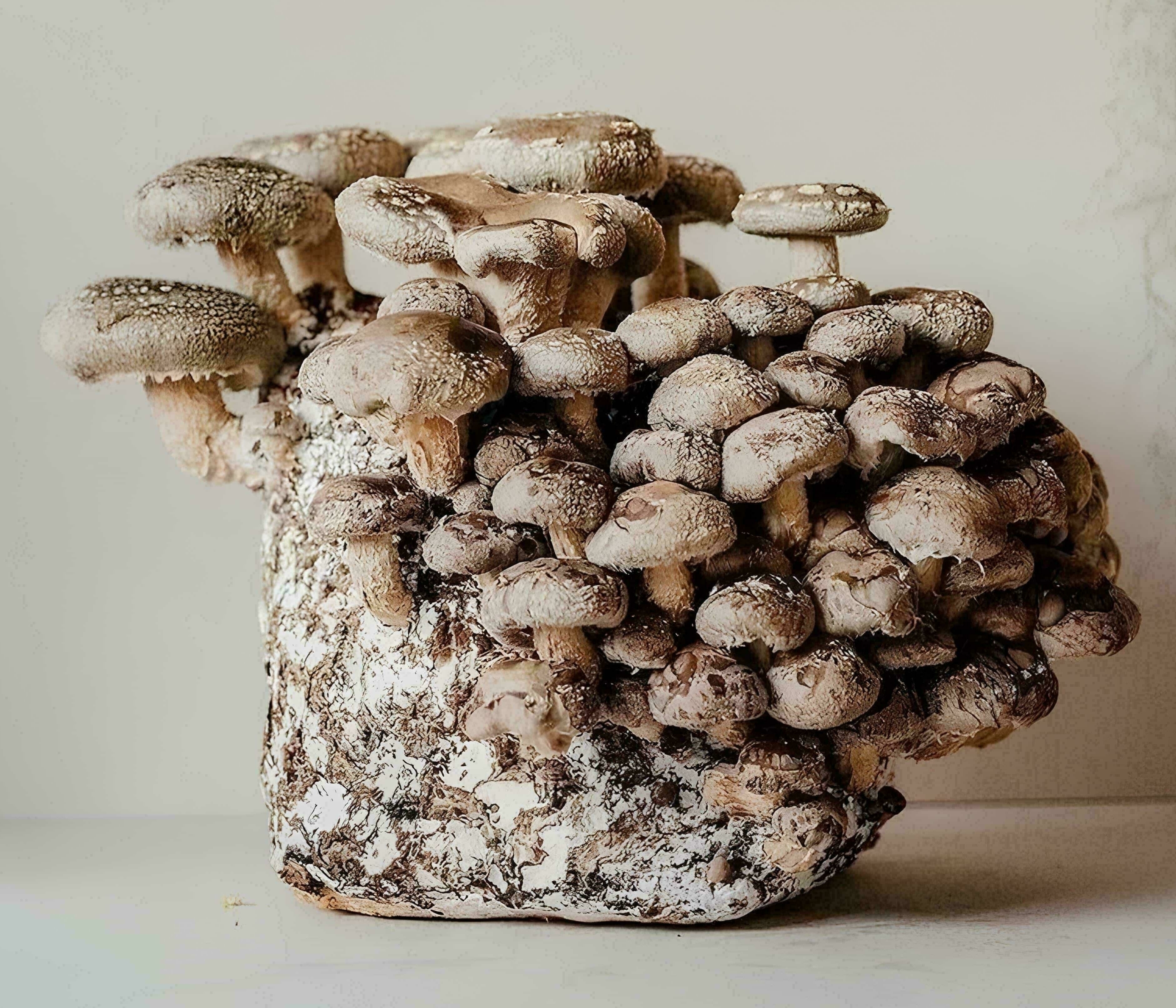 Pink Oyster Mushroom Growing Kit Banner