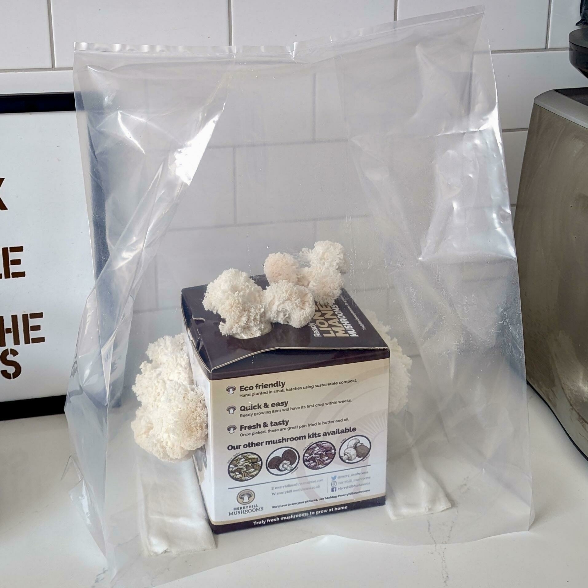 Lion's Mane Development
