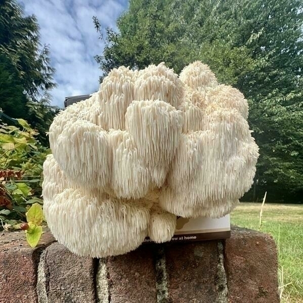 Harvesting Lion's Mane