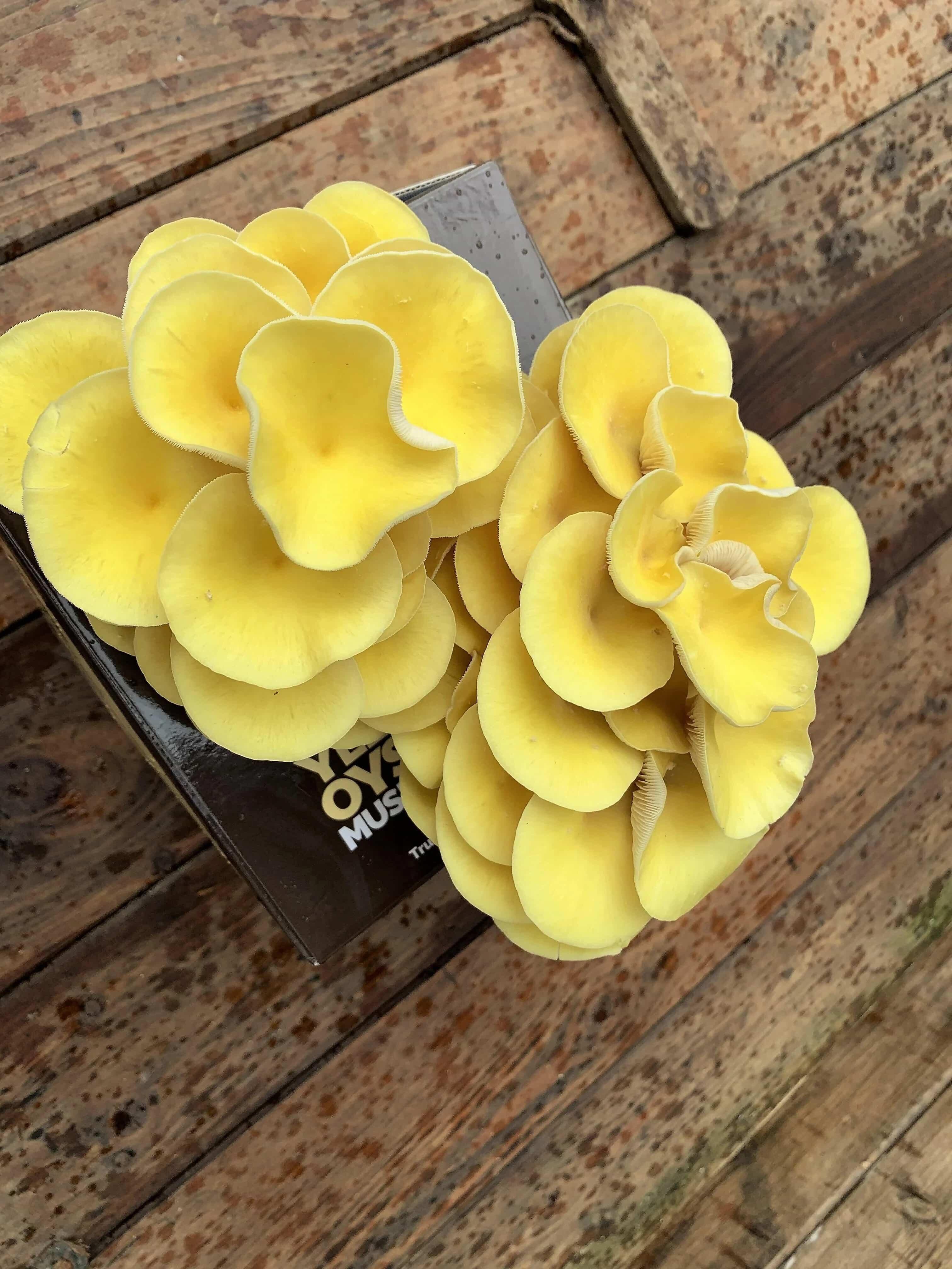 Top down view of yellow oyster mushroom growing kit