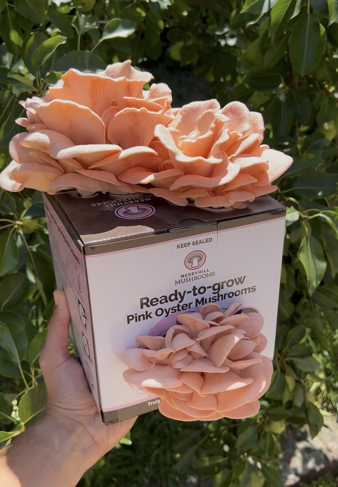 Mushrooms growing from a ready growing kit showing healthy fruiting