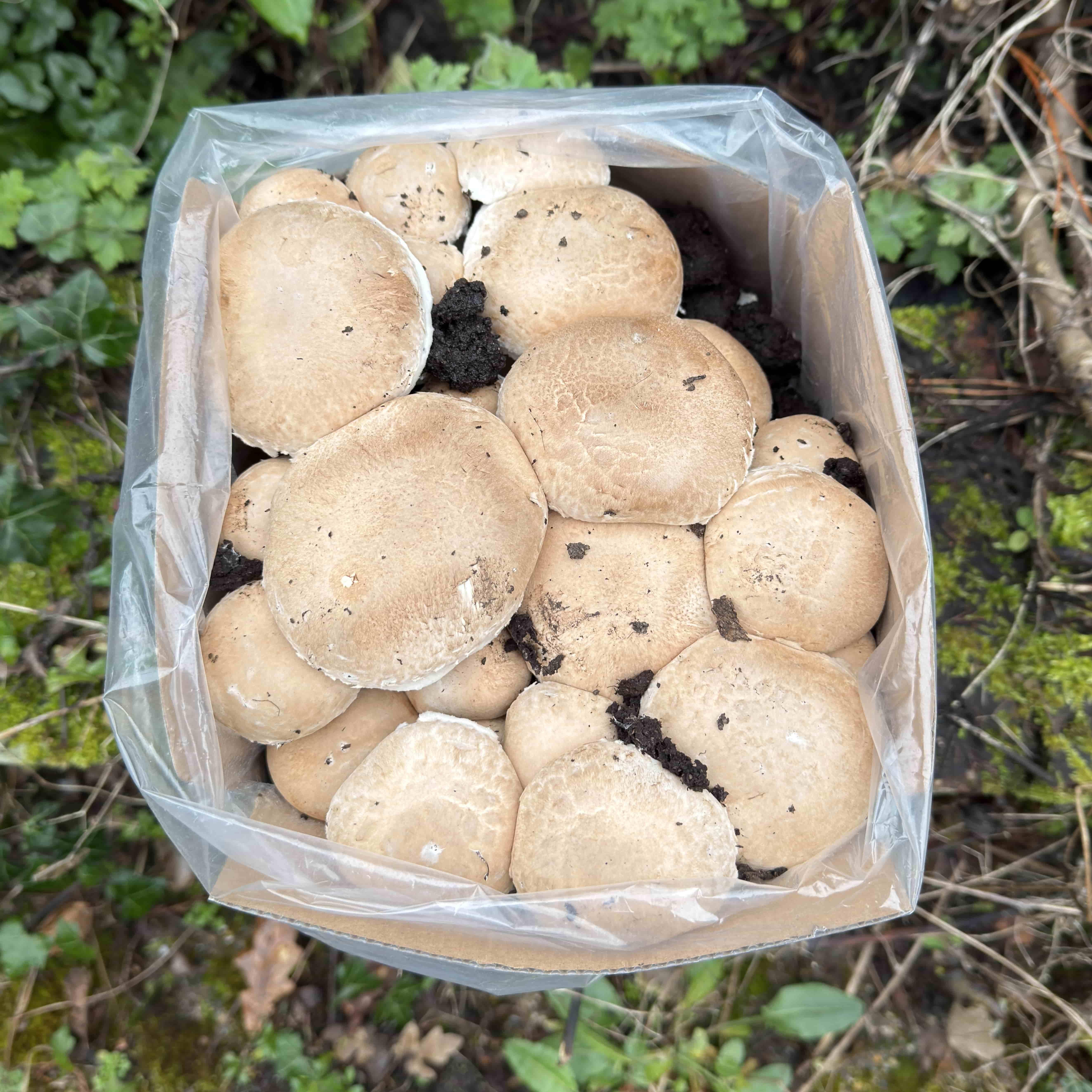 Chestnut and white kit on days 16 to 24 with mushrooms ready to harvest