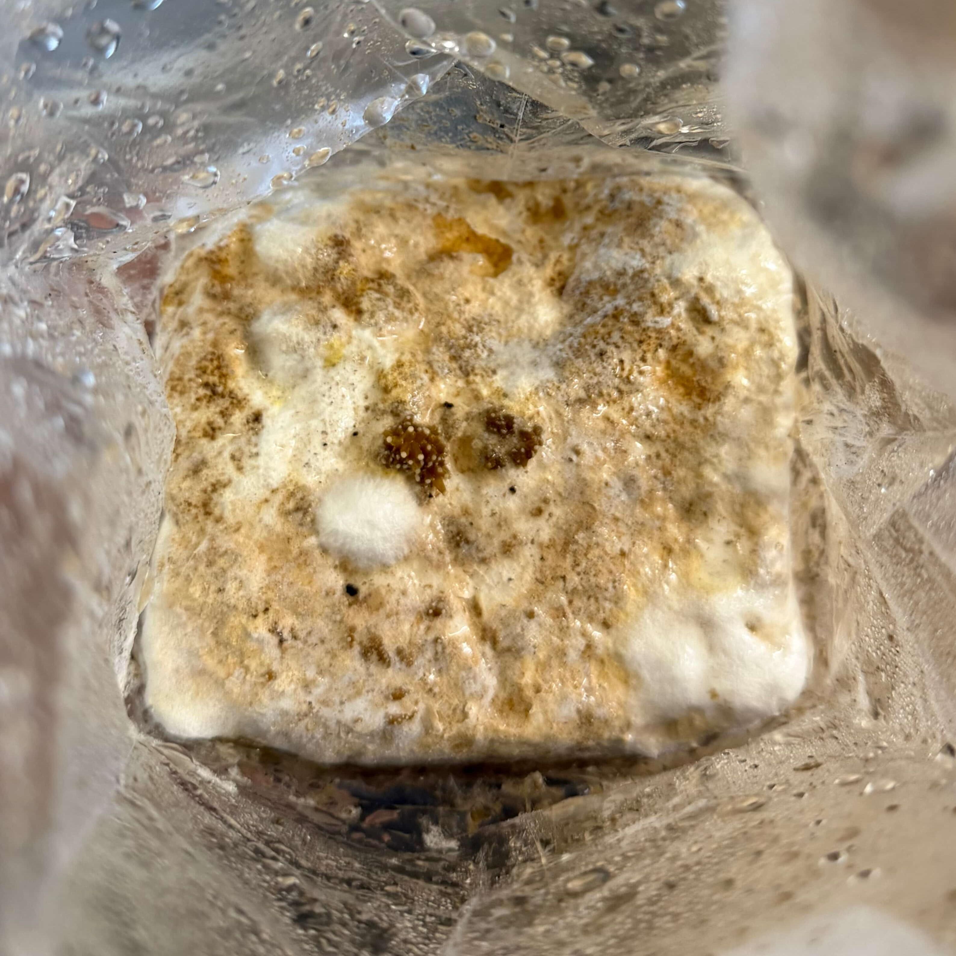 Enoki Mushroom kit on day 1