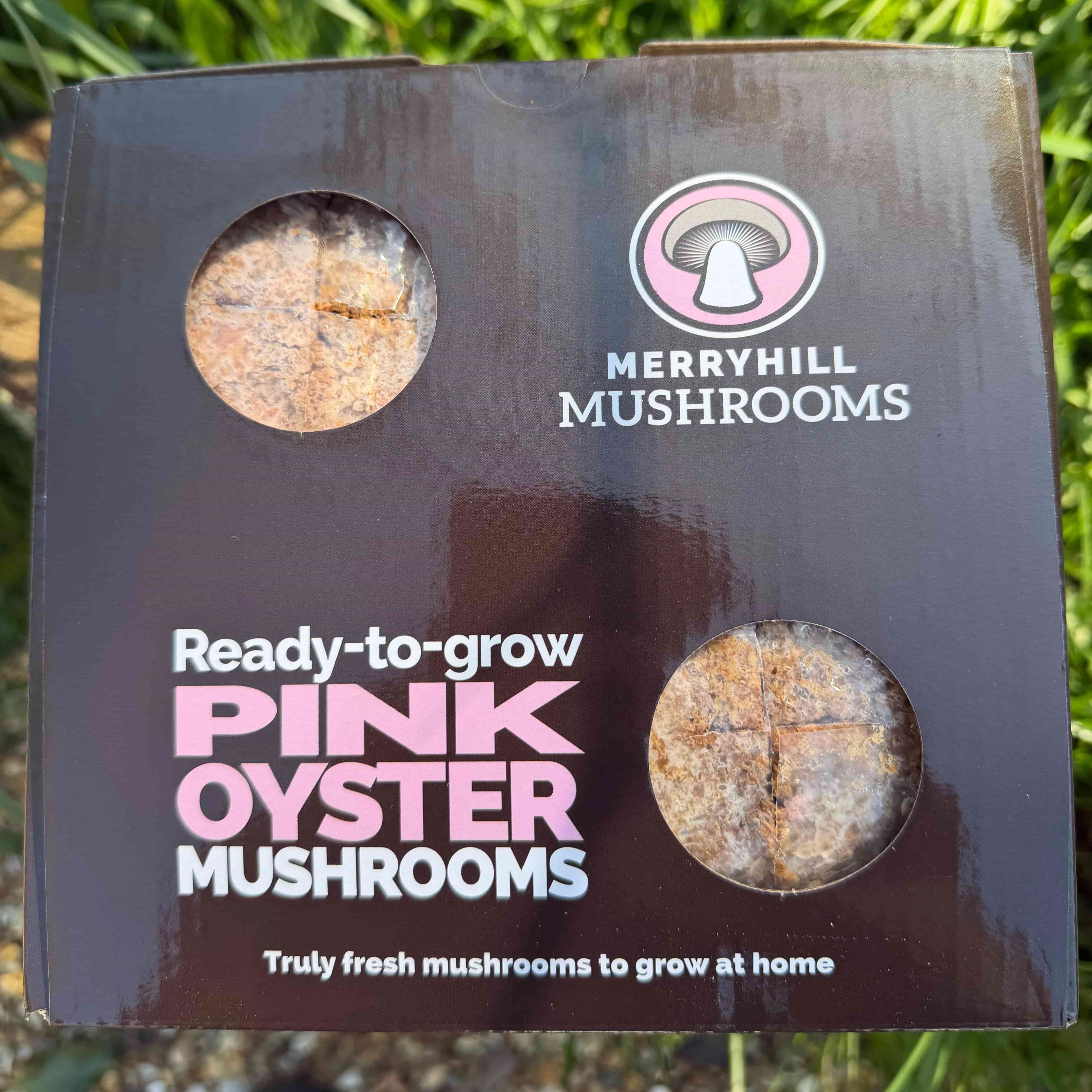 Pink oyster mushroom growing kit on day 1