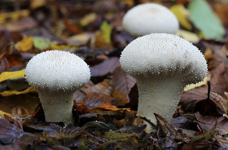 Group of two puffball mushrooms growing out of leaf covered ground