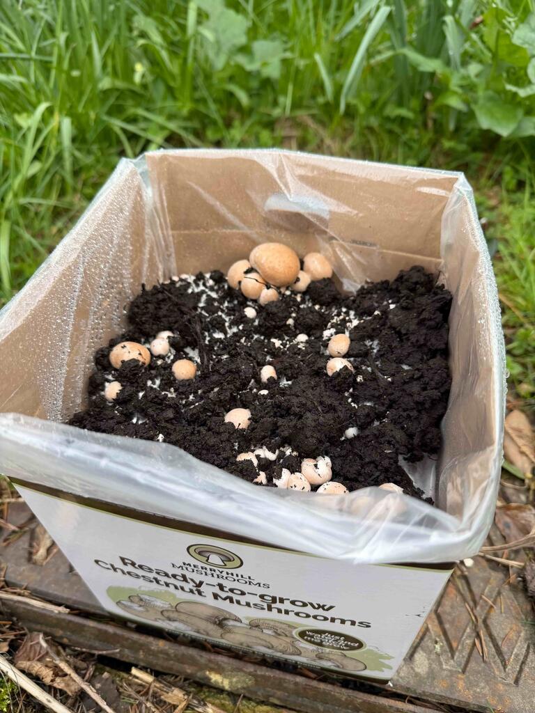 How misting works for mushroom kits and how to avoid overwatering