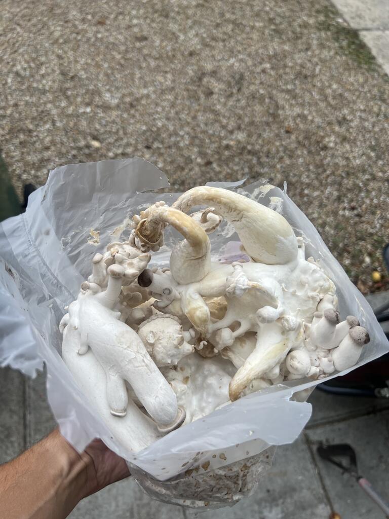 Why Are My Oyster Mushroom Stems Long and Thin?