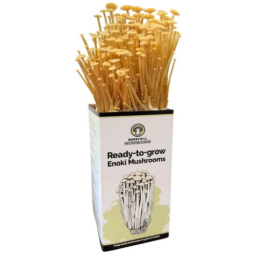 Golden Enoki Mushroom Growing Kit Merryhill Mushrooms