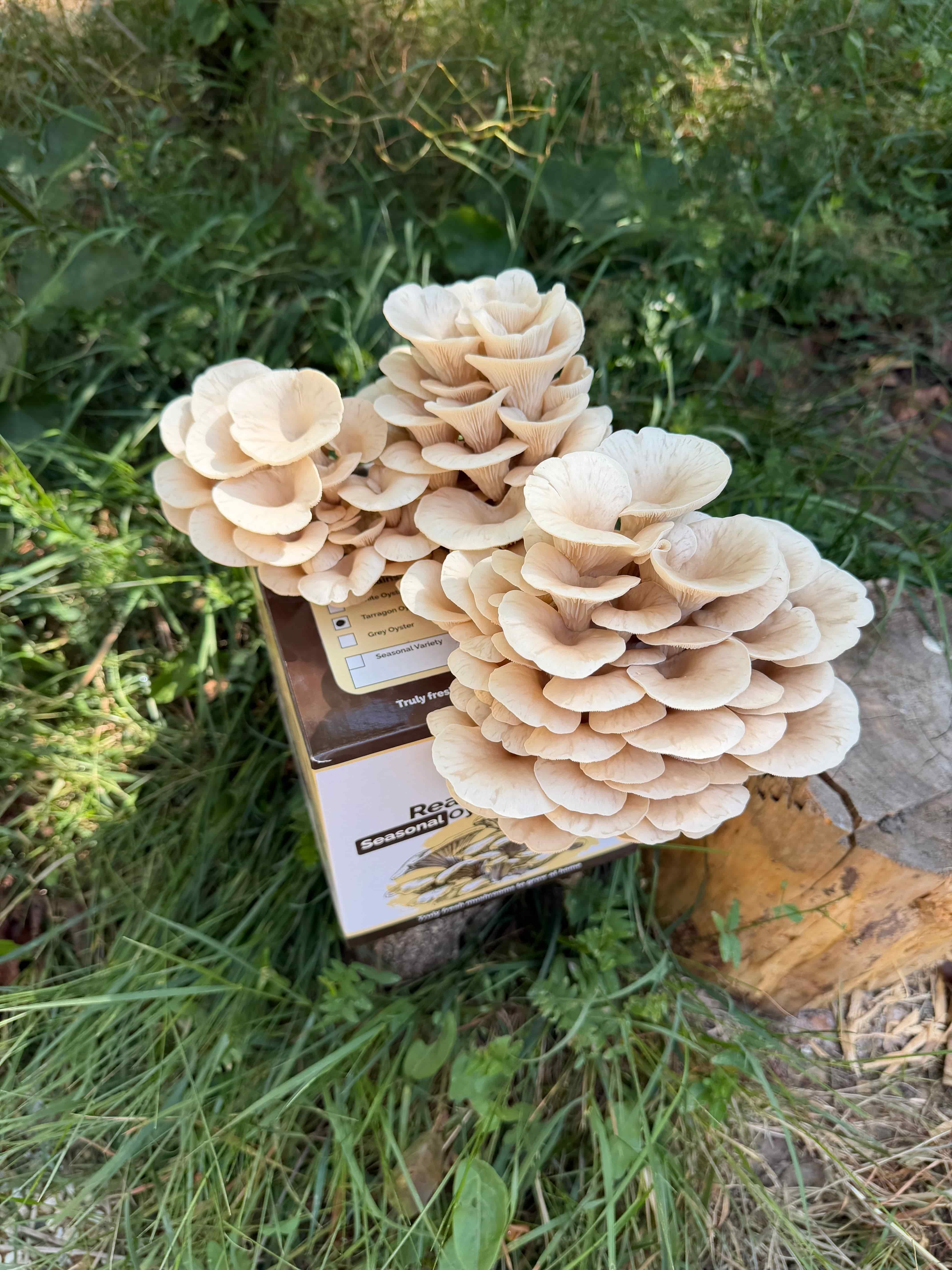 Tarragon Oyster Mushroom Growing Kit Top Down View