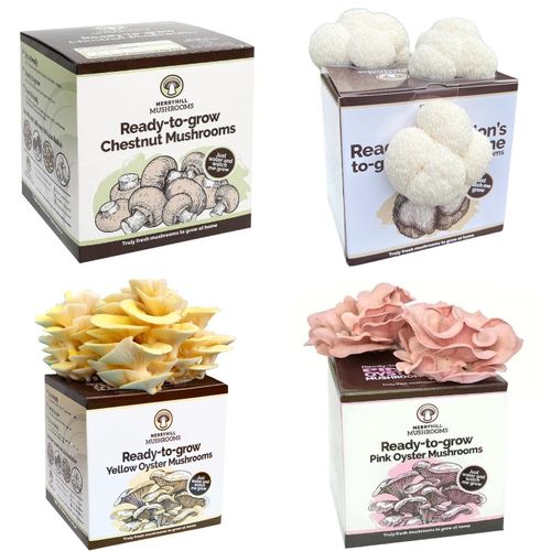 Four Pack Mushroom Growing Kits
