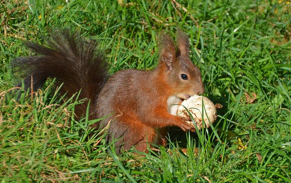 Squirrel eating mushroom