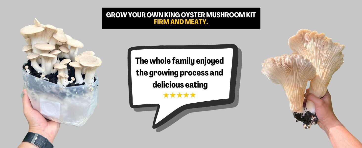 King Oyster Infographic Banner