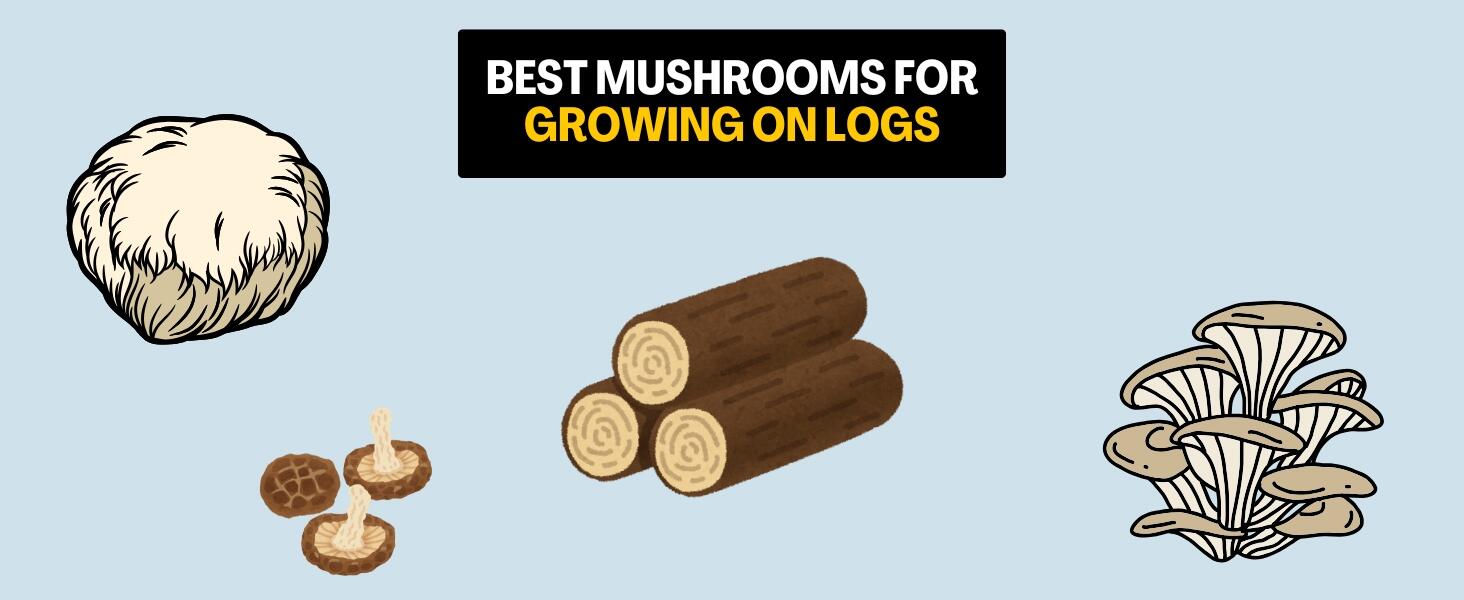 Best mushrooms to grow on logs infographic showing Shiitake, Lion's Mane and White Oyster