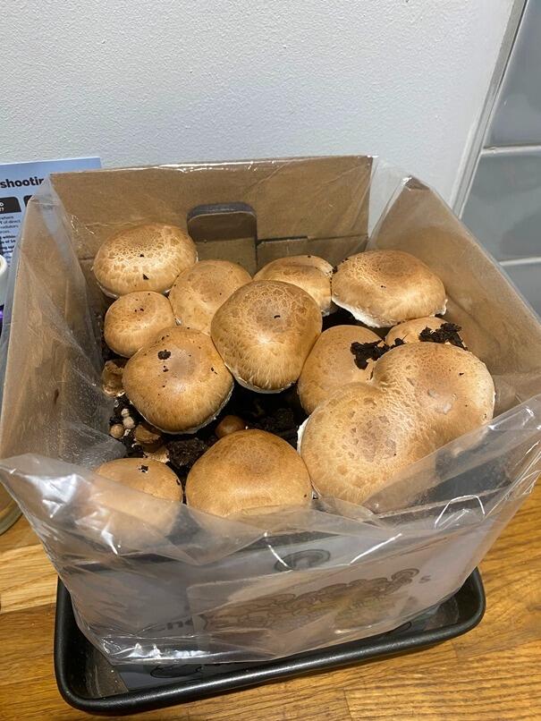 second crop of chestnut mushrooms