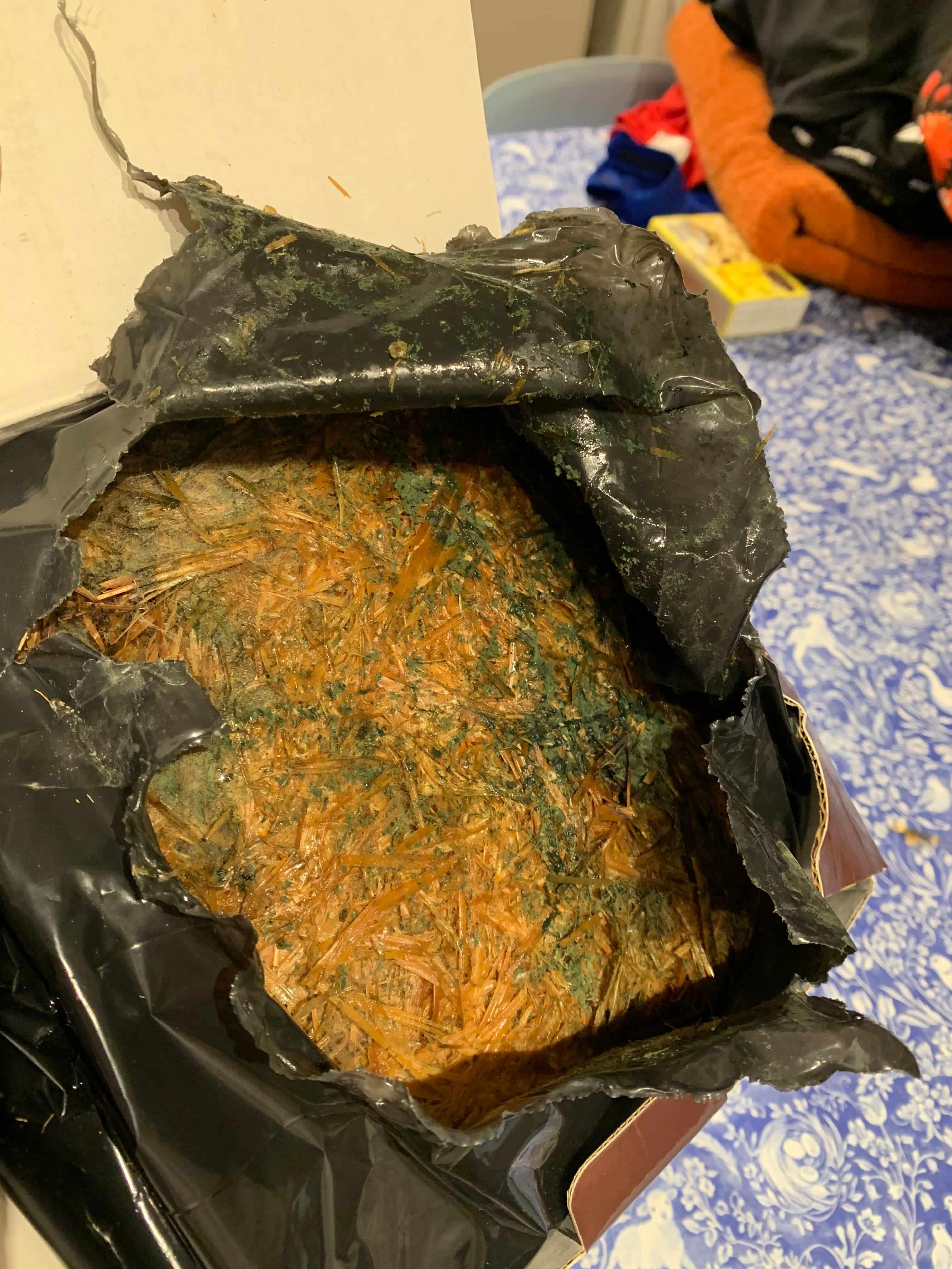 A mushroom growing kit showing green mould spreading across the substrate surface