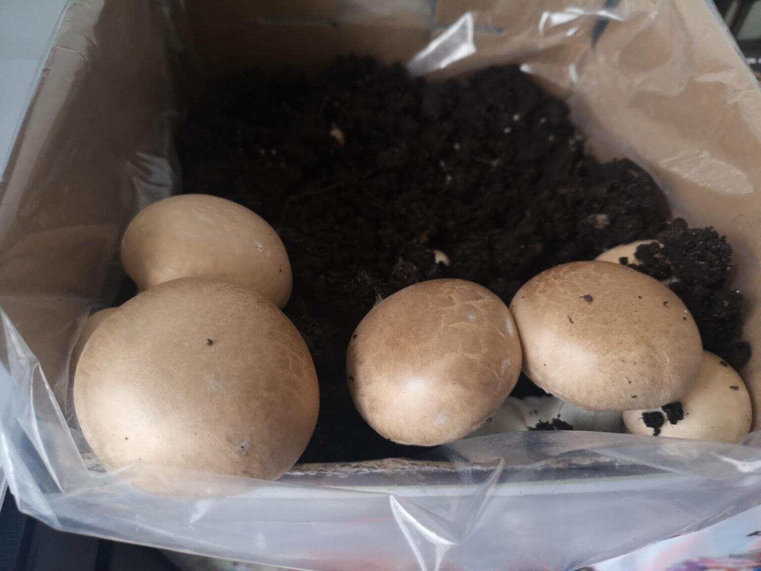 Chestnut Mushrooms which are almost ready to harvest