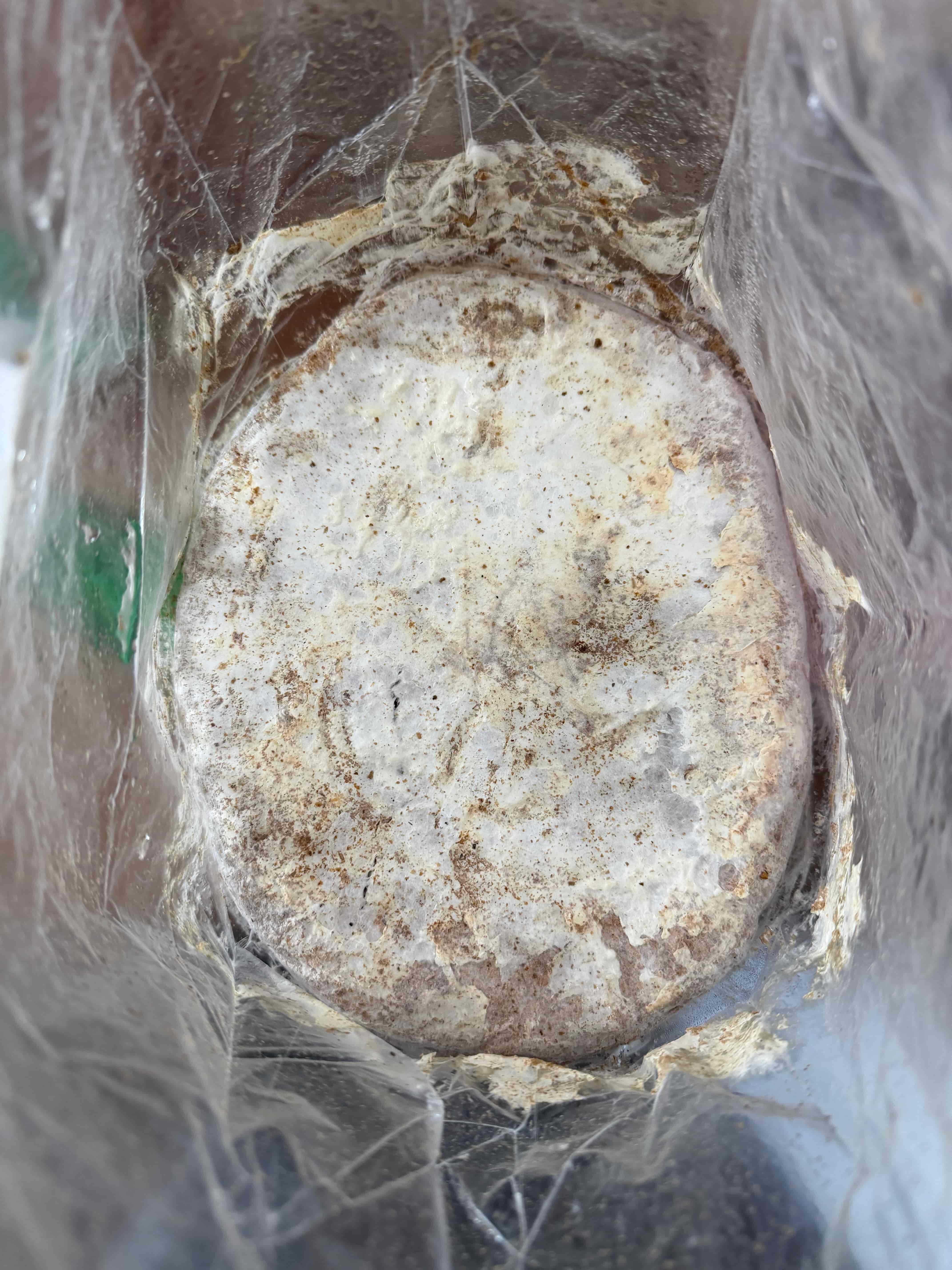 Black Pearl Oyster mushroom growing kit on day 1