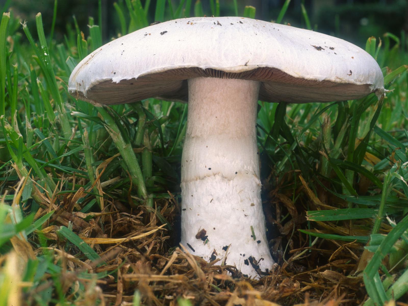 Agarcius campestris mushroom growing within grass