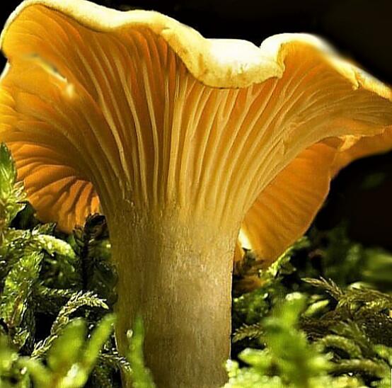 Chanterelle mushroom showing golden underside ridges