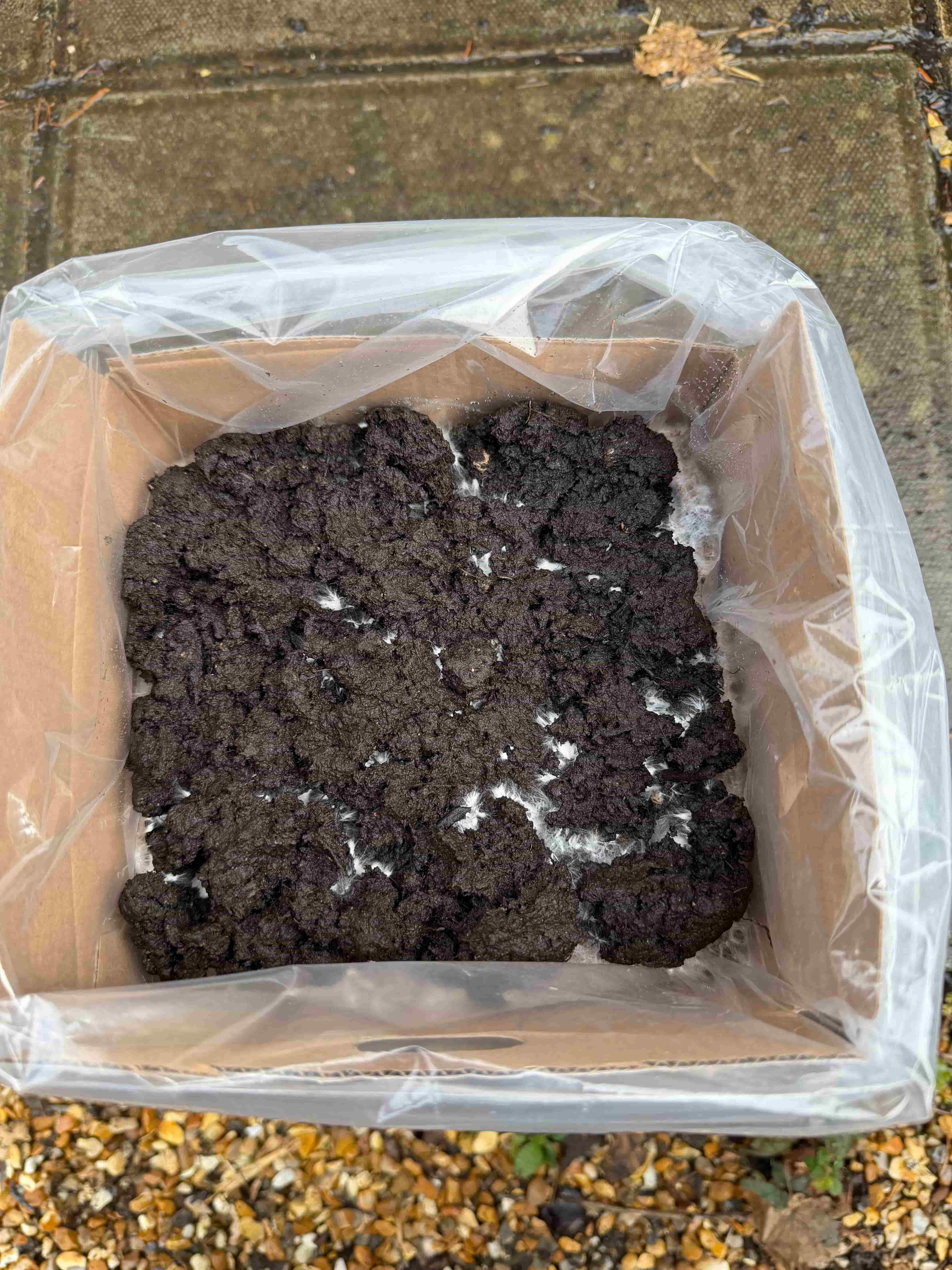 Correctly hydrated mushroom kit topsoil showing deep dark colour with no dry patches, indicating the right moisture level for chestnut and white mushroom kits
