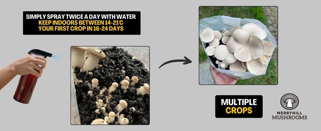 Which Mushroom Kit Is Best for Beginners Who Fear It Will Not Grow?