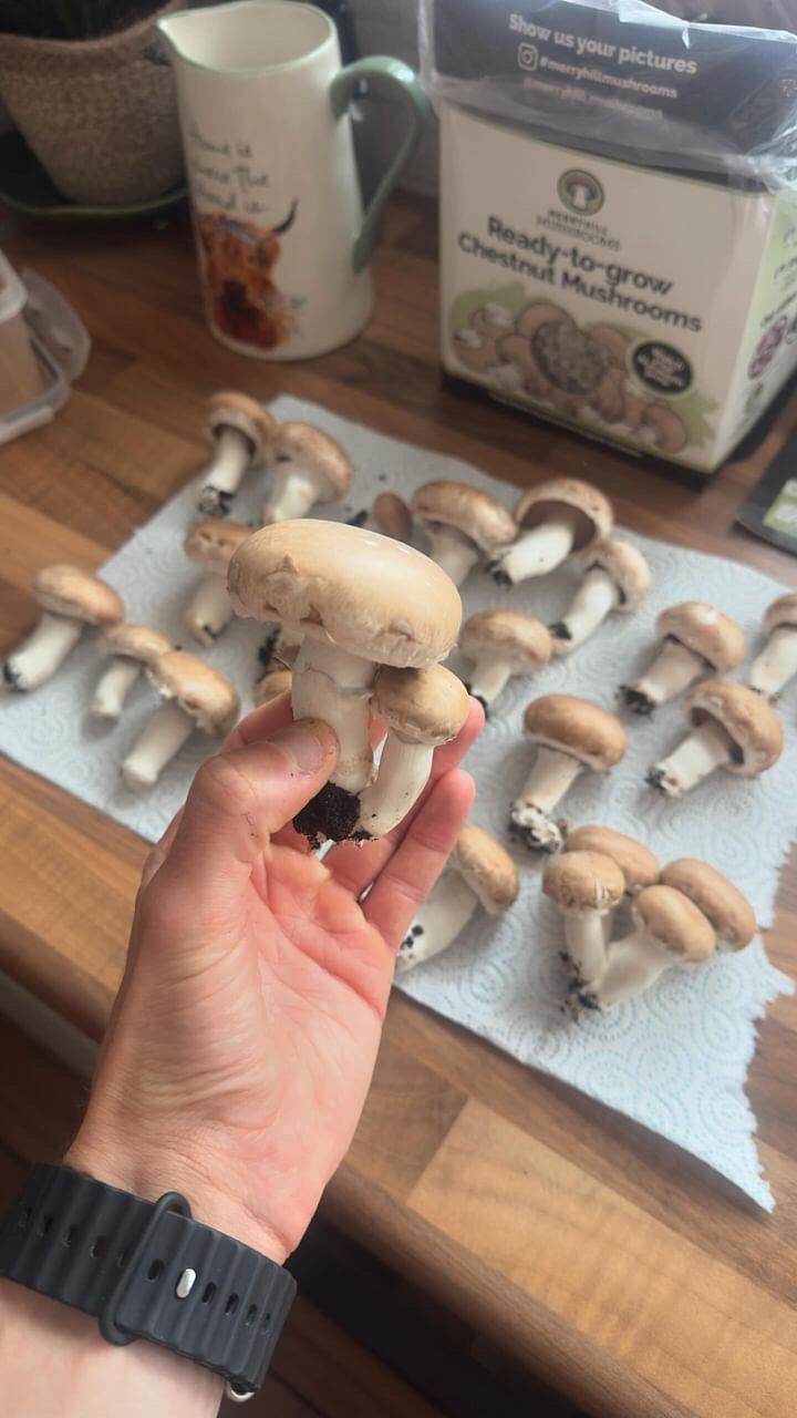 A selection of freshly harvested mushrooms from Merryhill Mushrooms growing kits