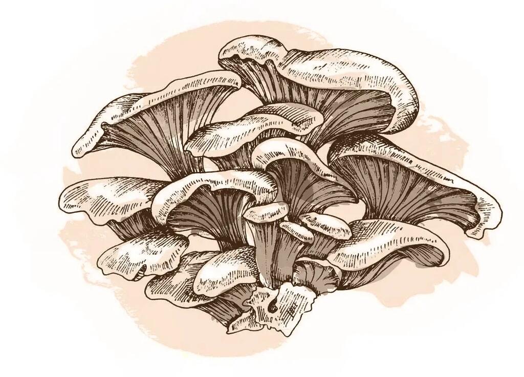White Oyster mushrooms explained: what "P. ostreatus var. florida" means and why it's beginner-friendly
