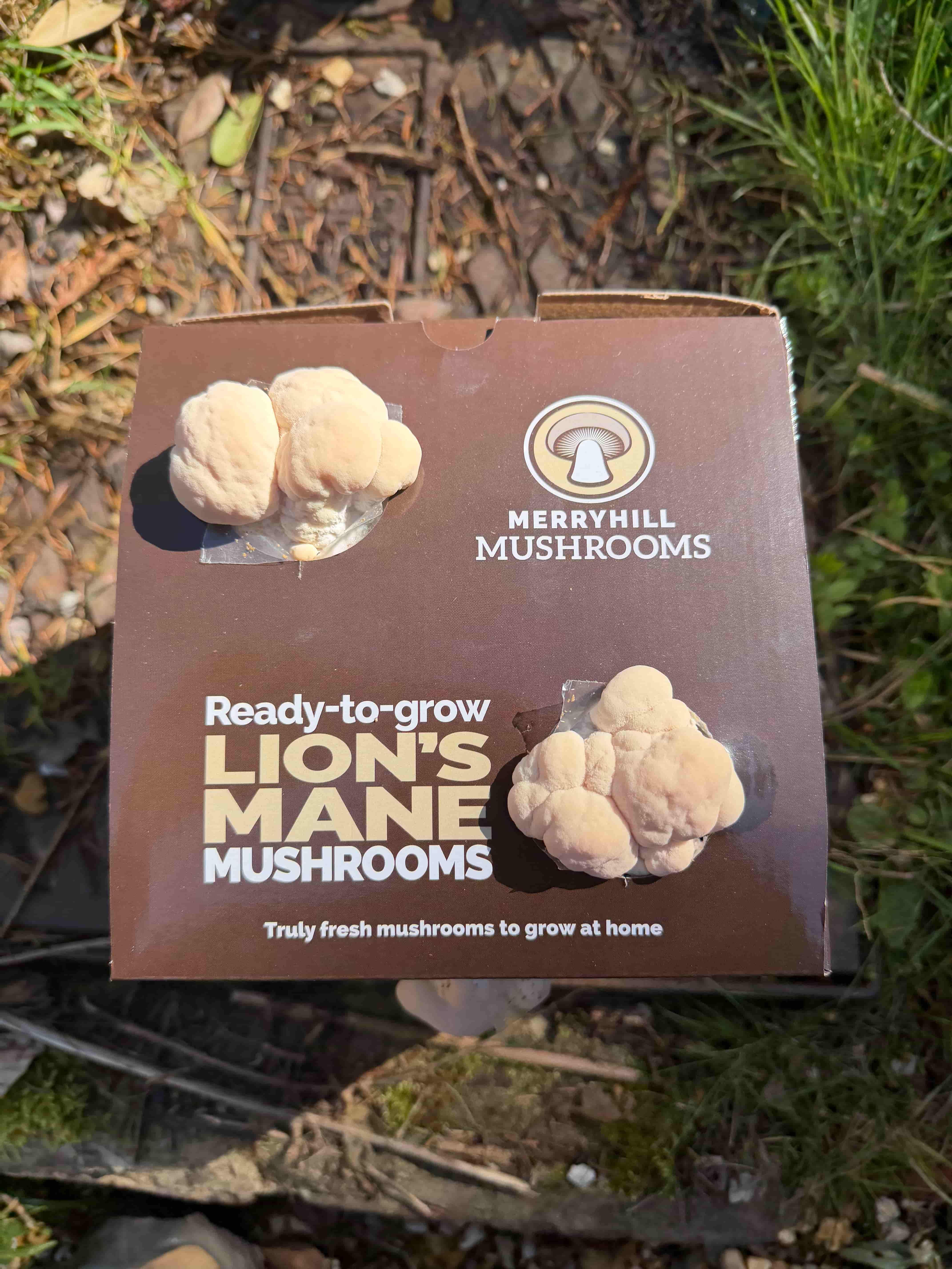 Lion's Mane mushroom with spines just starting to form