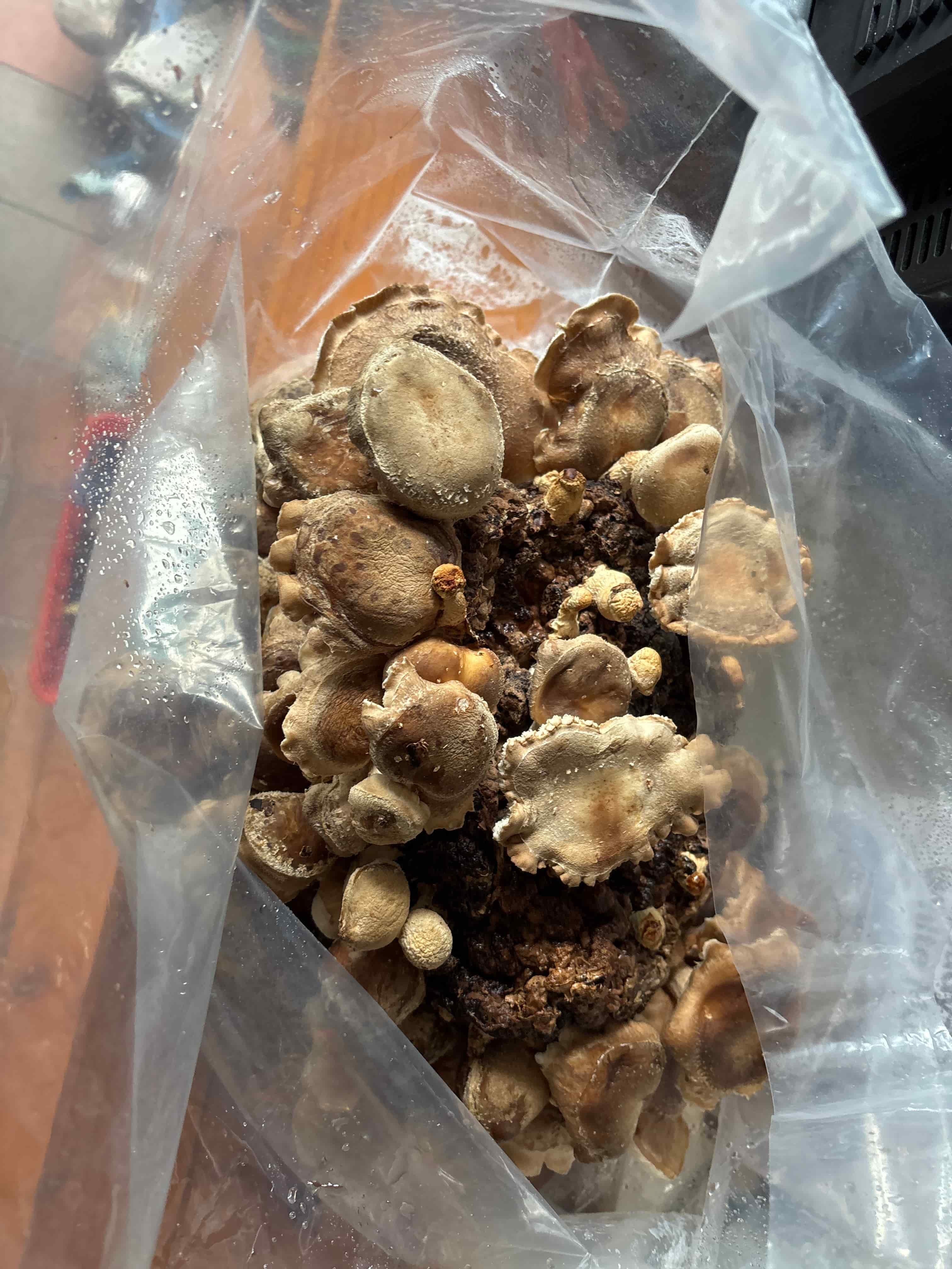 Placeholder image for overripe shiitake mushroom