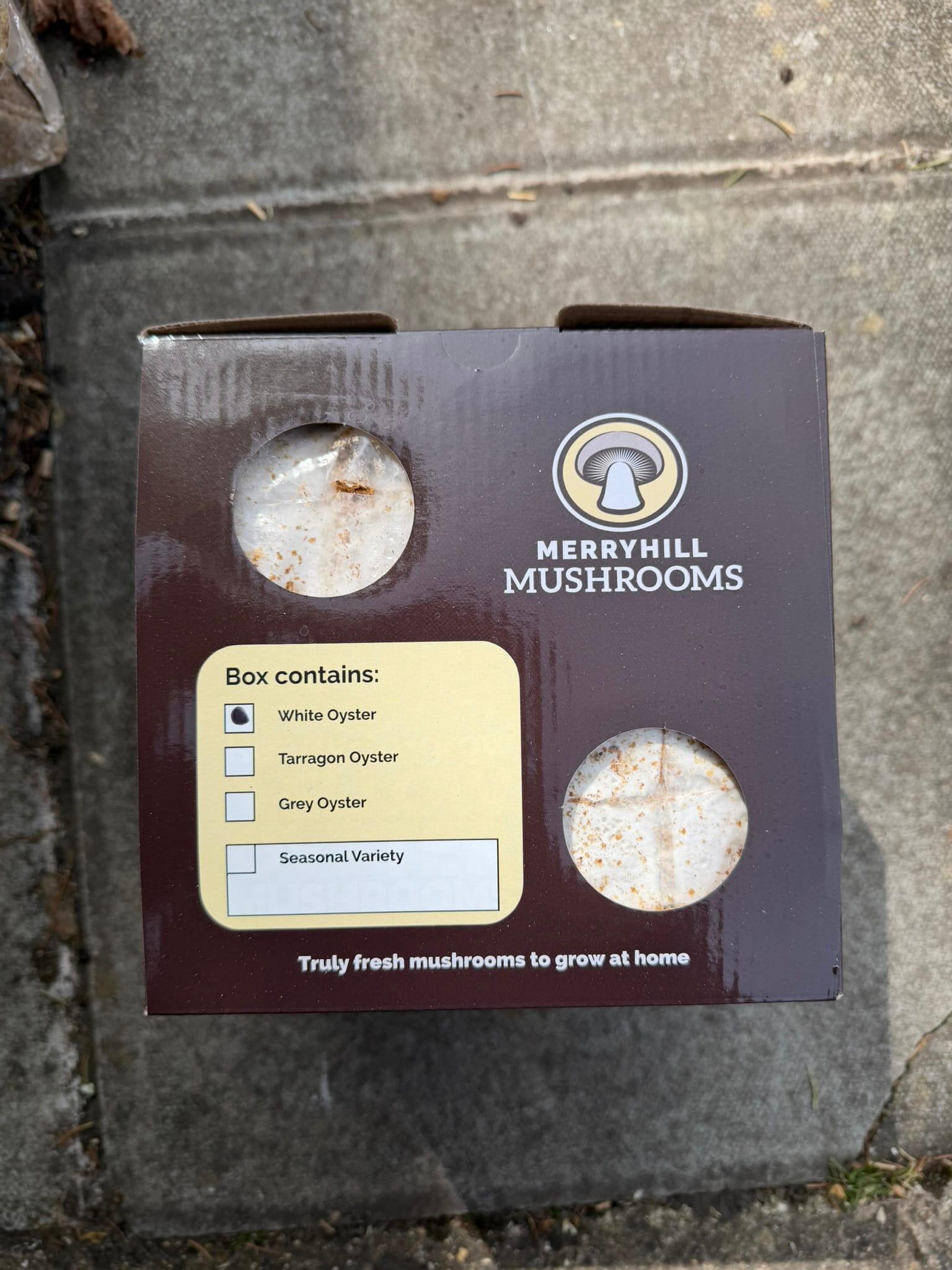 White Oyster mushroom growing kit on day 1