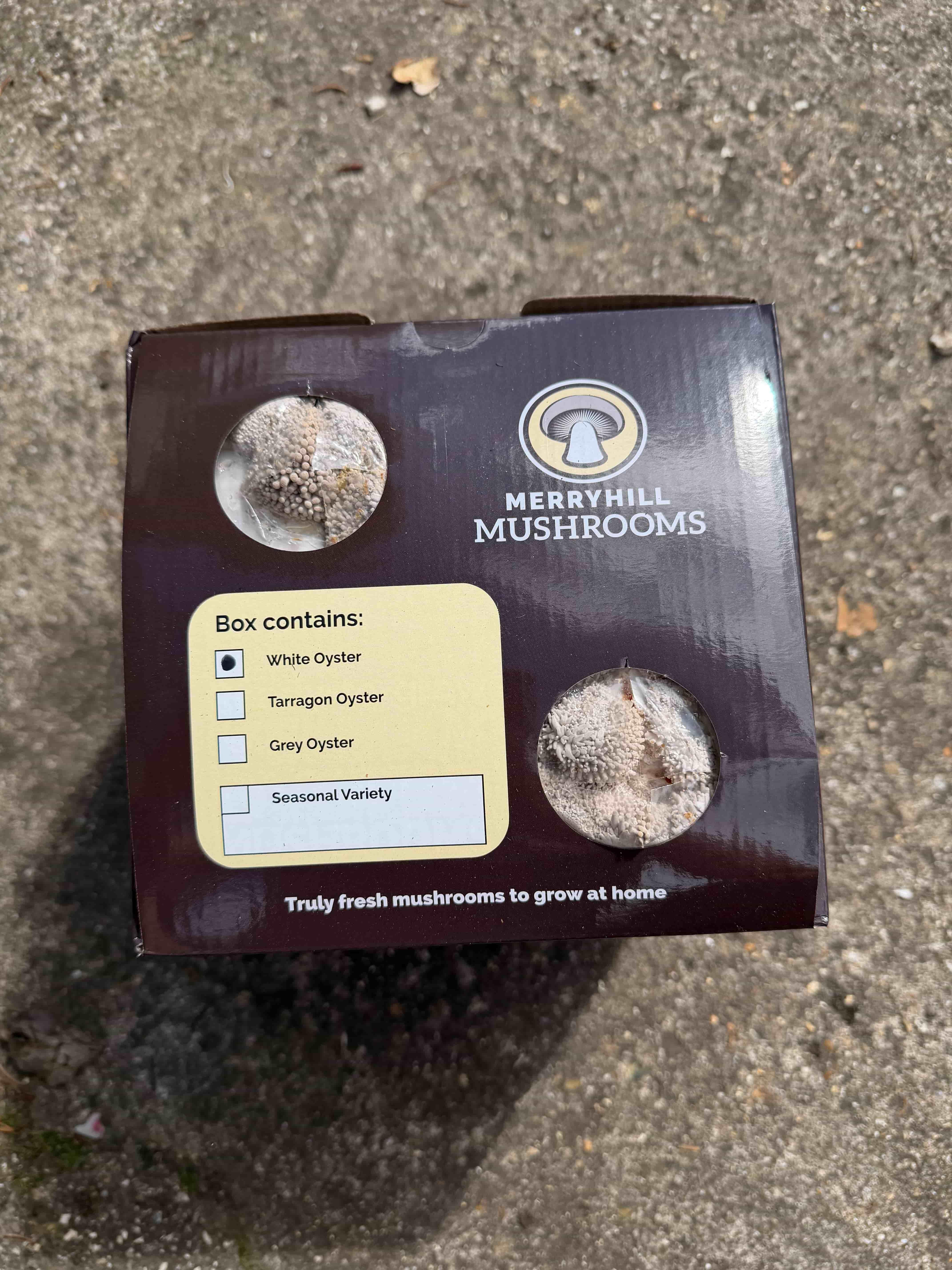 White Oyster mushroom kit with pins forming