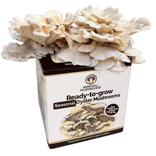 Summer Oyster Mushroom Growing Kit
