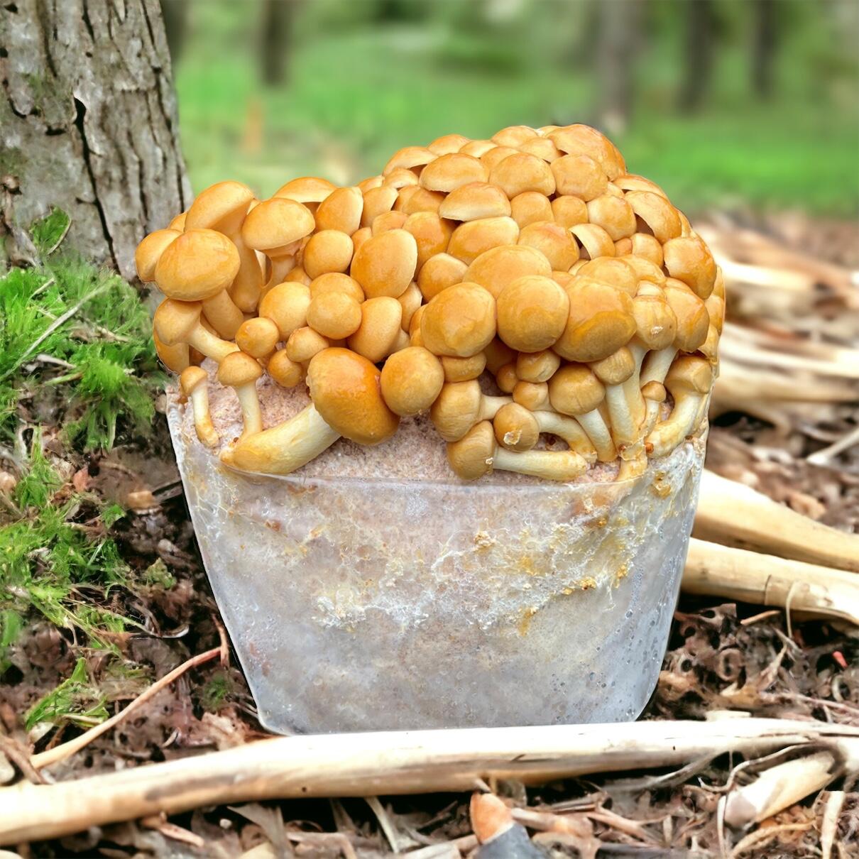 Nameko Mushroom Growing Kit
